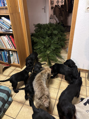 Weihnachtsbäume überflüssig 