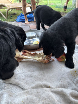 Lecker Rehwildkeule 