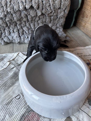 Wasser trinken muss Hund auch lernen