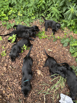 Laubbuddeln ohne Terrier