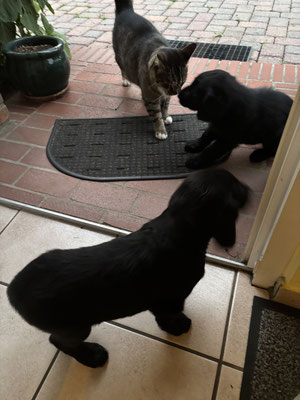 Katze zu Besuch - mit viel Respekt voreinander