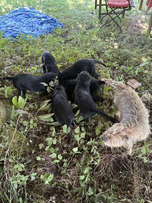 Laubbuddeln mit Terrier