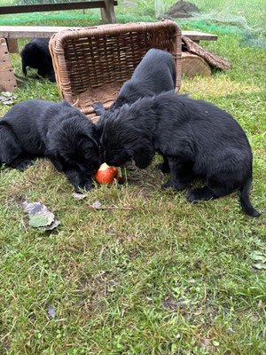 an apple a day 