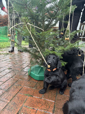 Herrlich so ein Frolic Baum