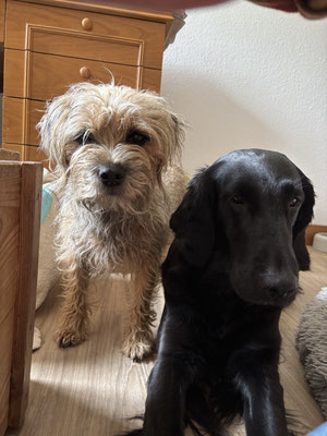 Sammy und Schwester LIV immer dabei!