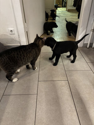 Cats and dogs