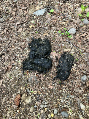 2025/6/15　山道でのヒグマの糞の発見は、登山をする人なら時折出くわすことだが、それもまた自然の中での貴重な体験で山の奥深さを感じさせる出来事だった
