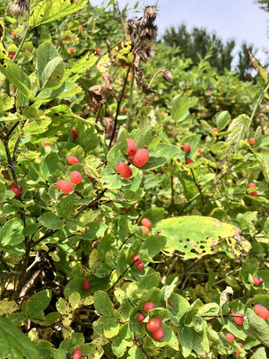 チシマヒョウタンボク