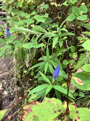 エゾオヤマリンドウ