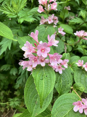 2025/6/15　この時期、札幌近郊の野山ではよく見られるタニウツギの花