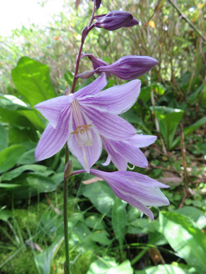 タチギボウシ。花の盛りは過ぎていたが、大きくなった水芭蕉の葉の合間にうつむくように咲いていた。