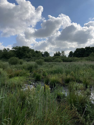 Ein Meer aus Schilf am Boden, ein Meer aus Wolken am Himmel