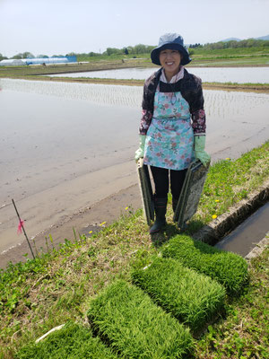 りんご工房きただで　田植え　2025