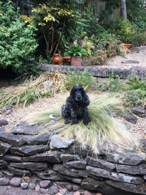 Garden, home, summer