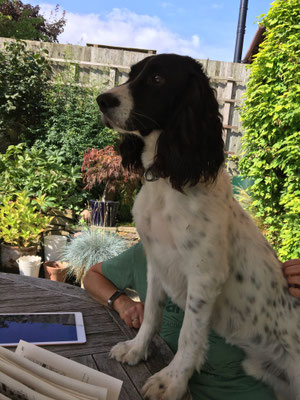 Garden, home, summer