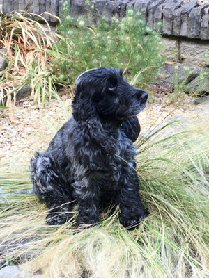 Garden, home, summer