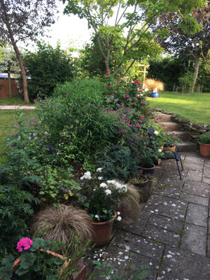 Garden, home, summer