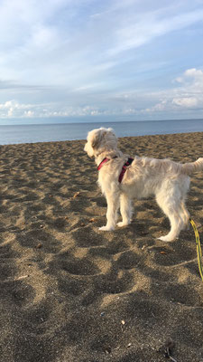 Orea das erste mal am Meer (bei Piombino)