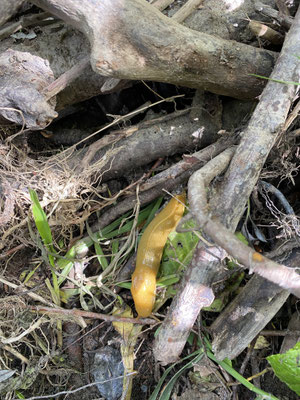 Diese fiese Schnecke heißt Banana Slug und frisst angeblich alles, was ihr in den Weg kommt - außer Redwood Samen.