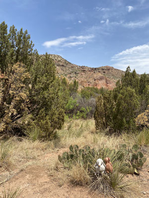 Camping im Palo Duro State Park