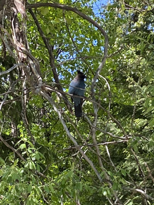 Steller's Jay - der Provinzvogel von British Columbia