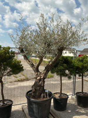 Baum 24