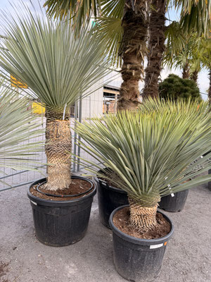 Yucca rostrata bis -20C "blaue Palmlilie" - palmen-schartners Webseite!