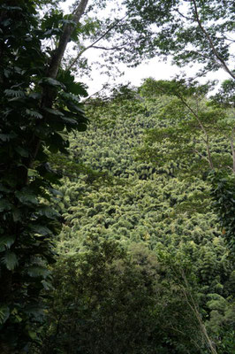 Road to Hana 