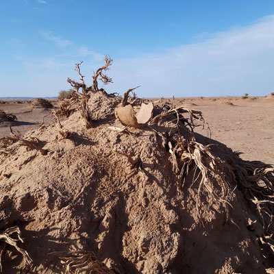 6-tägige wüstenwanderung in der sahara