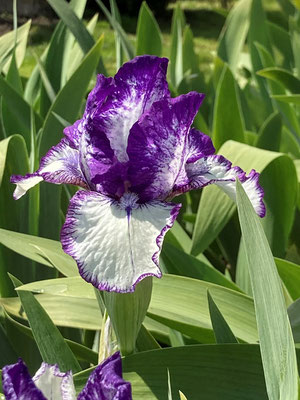 04.05.2021  Iris 'Rare Edition' Gatty 1980 (IB), Wenn dieser Sorte blüht dauert es ungefähr drei Wochen bis zu dem Start der Irisblüte! / When this variety blooms, it will be about three weeks until the start of the iris bloom!