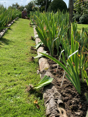 13.08.2021 - Bartiris Teilung / wurzelnackte Rhizome  - Thinning iris / bare root rhizomes