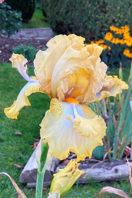 01.10.2021 Iris 'Honey Scoop'