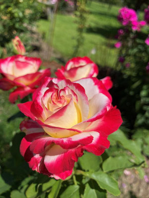 06.08.2024 - Rose 'Double Delight'
