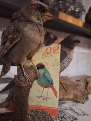 Nochmal Vögel, weil so schön