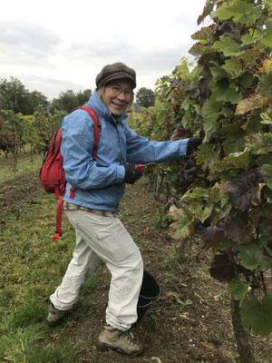 Oktober 2021, Weinlese: die ganze Familie und alle Freunde helfen mit