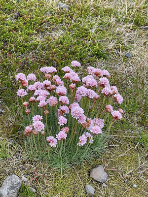 Wilder Thymian überall