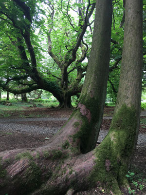 Inveraray: der Park