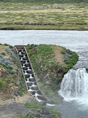 Lachstreppe am Faxafoss