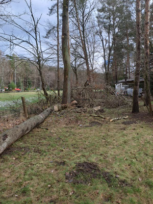 Baumfälung nach Sturmschaden 