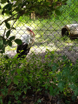 Klapperstorch im Hofer Zoo