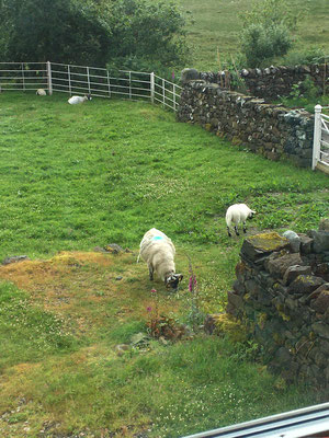 Freundliche Schafe als Nachbarn in Gorsten House, Isle of Mull