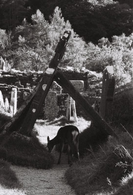 Graves & Deer by Andy Ozbolt