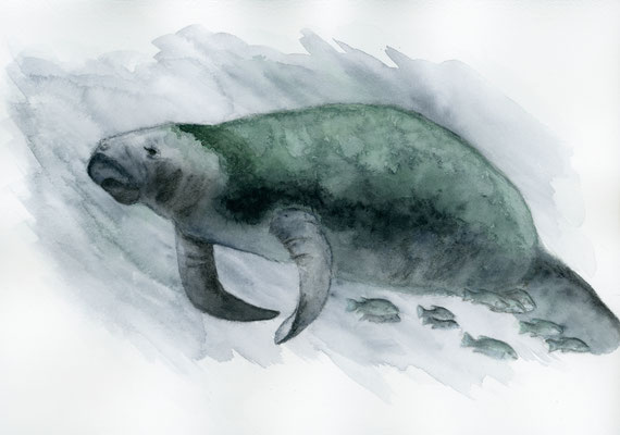 Manatee - Watercolour/watercolour pencils 