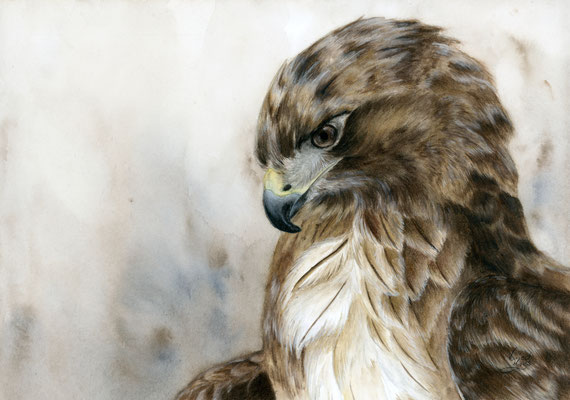Rotschwanzbussard - Aquarellfarben/Aquarellstifte 