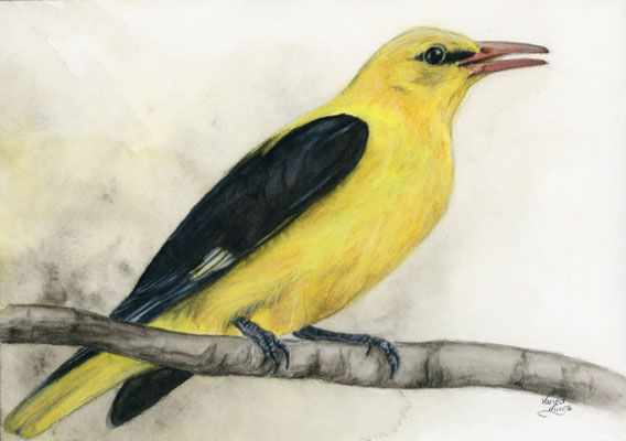 Pirol - Aquarellfarben/Aquarellstifte