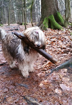 Milka sammelt Holz im strömenden Regen