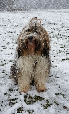 Milka im Schneesturm