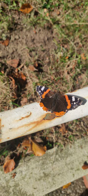 Sehr lebendig dagegen: Der hübsche Schmetterling genießt die Sonnenwärme.