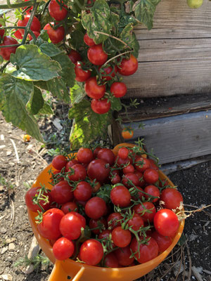 Heirloom Slicer Tomato Plants — Poe Run Craft & Provisions