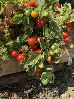 24+ When To Plant Tomatoes In Colorado